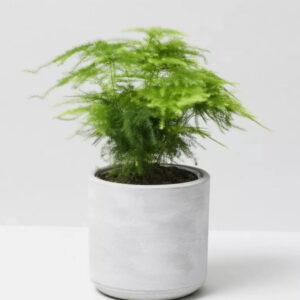 Cret Plant