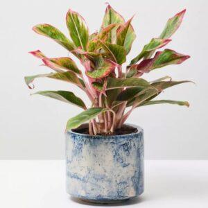 Green Pearl Succulent