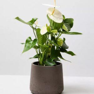 Plant Robusta