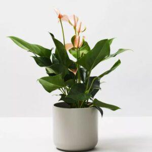 Rubber Plant
